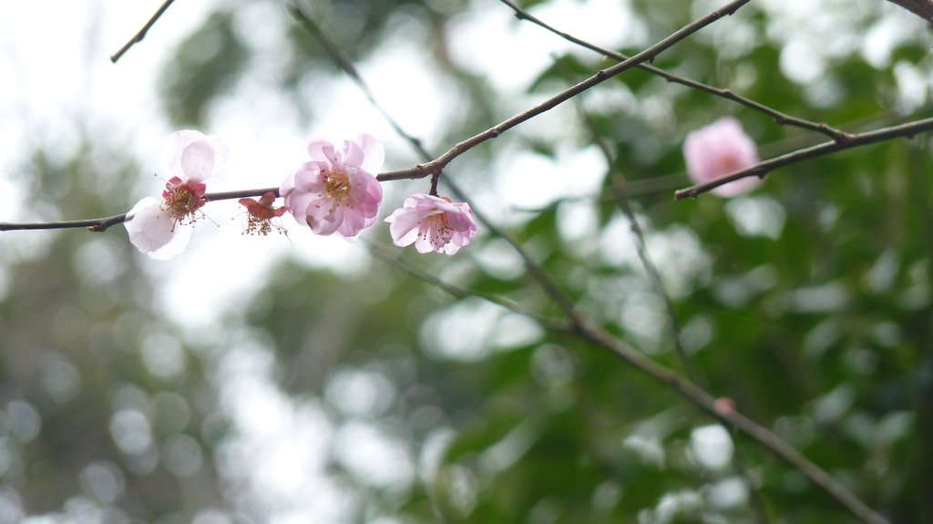 東京新宿御苑賞花趣 (一)