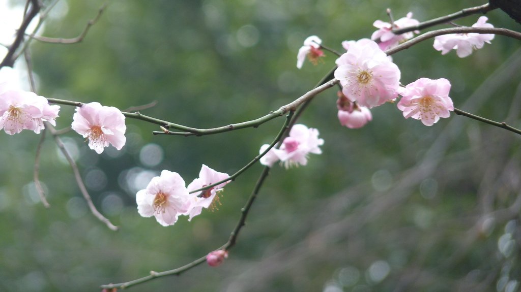 東京新宿御苑賞花趣 (一)