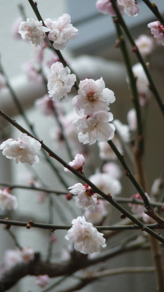 東京新宿御苑賞花趣 (一)