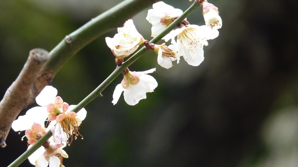 東京新宿御苑賞花趣 (一)