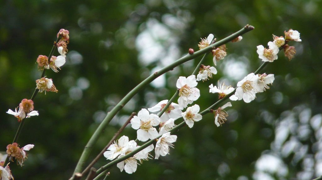 東京新宿御苑賞花趣 (一)