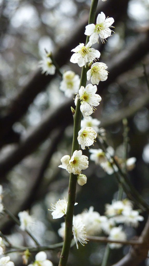 東京新宿御苑賞花趣 (一)