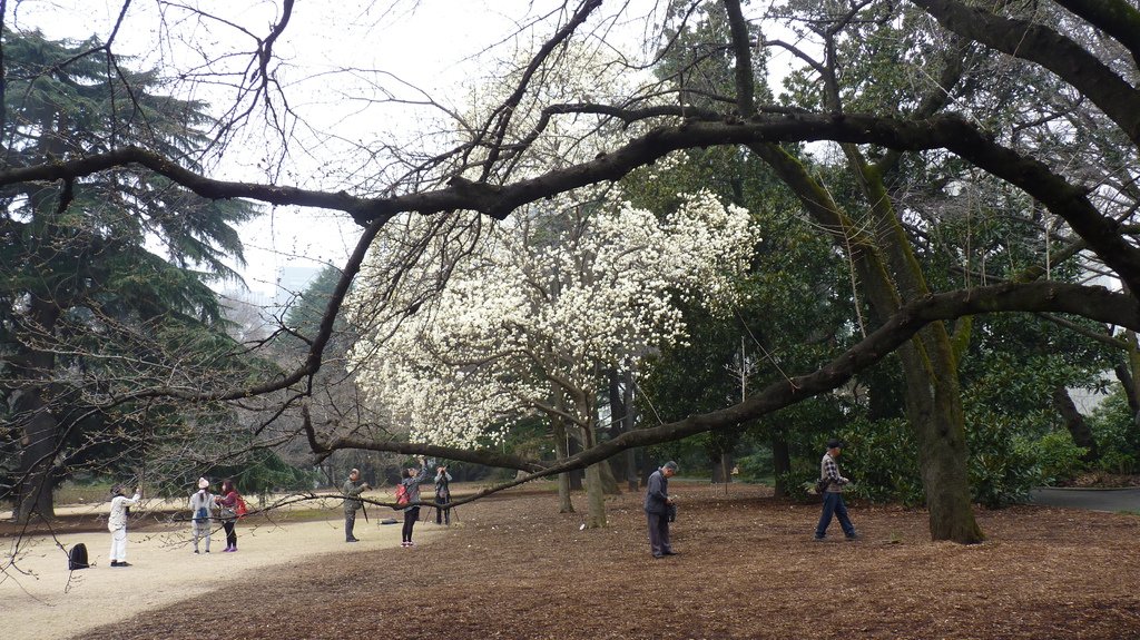 東京新宿御苑賞花趣 (一)