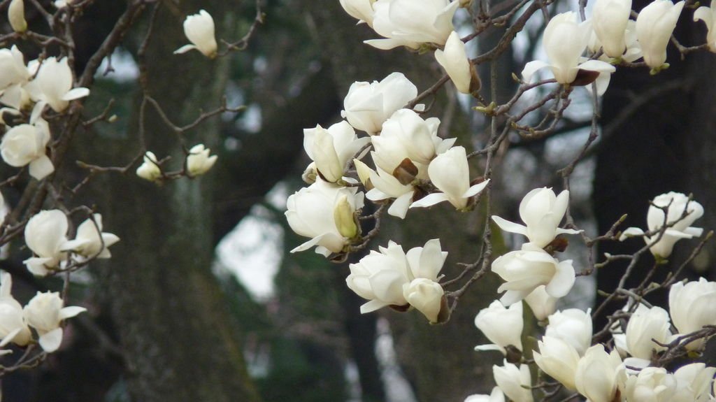 東京新宿御苑賞花趣 (一)