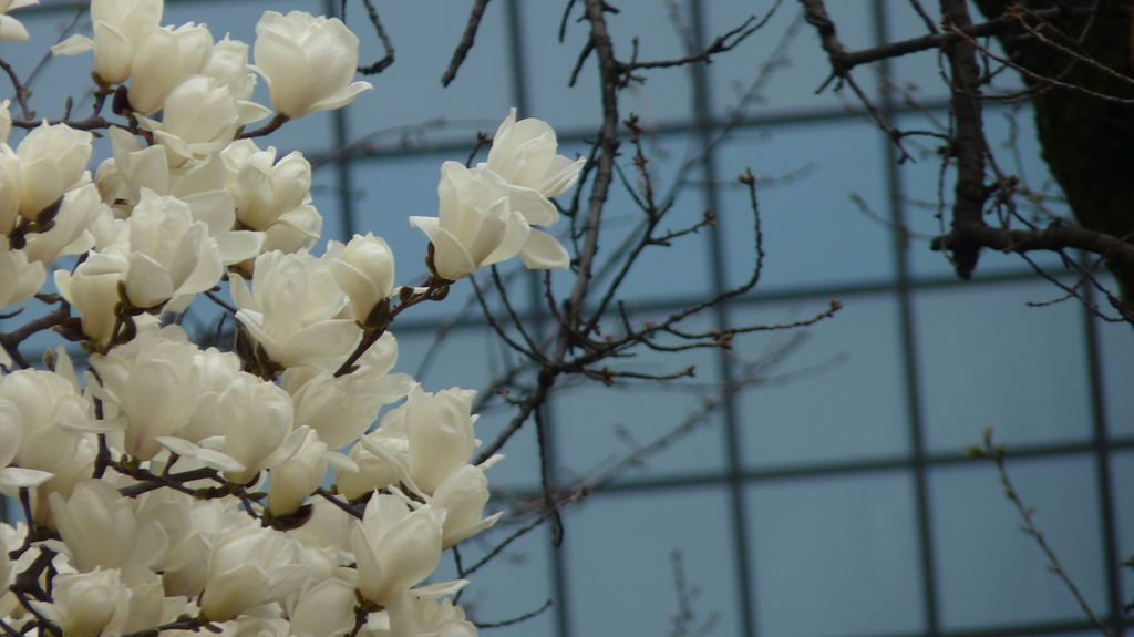 東京新宿御苑賞花趣 (一)