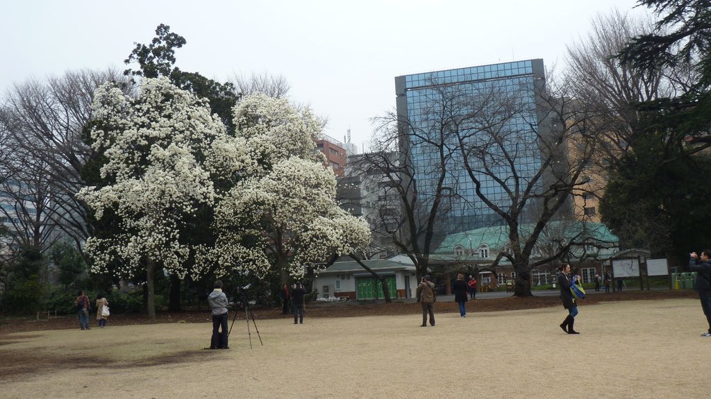 東京新宿御苑賞花趣 (一)