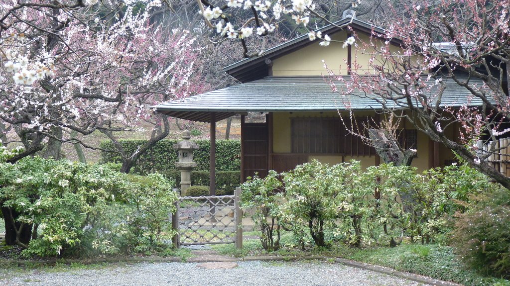 新宿御院日式庭園與櫻花