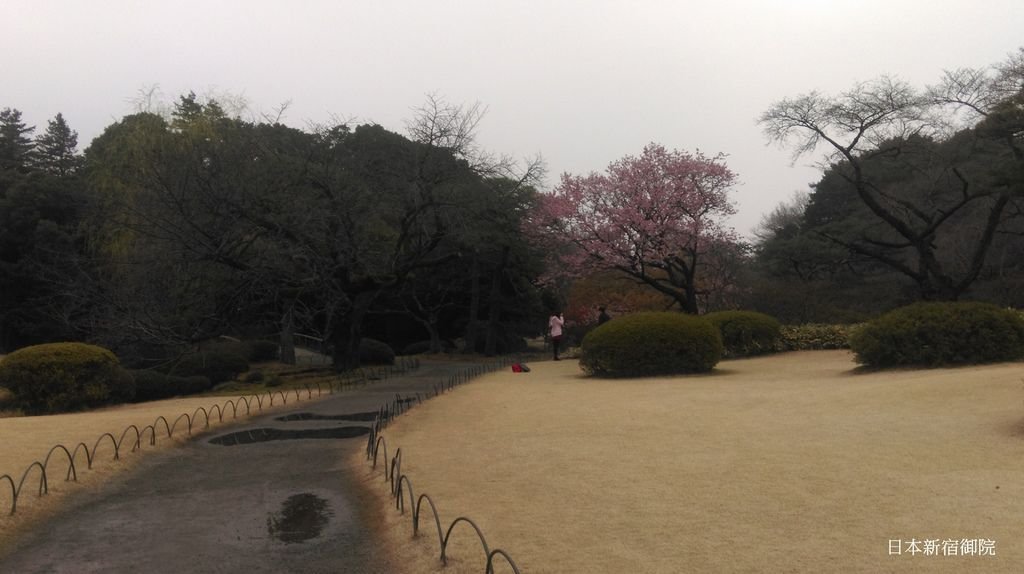 新宿御院日式庭園與櫻花