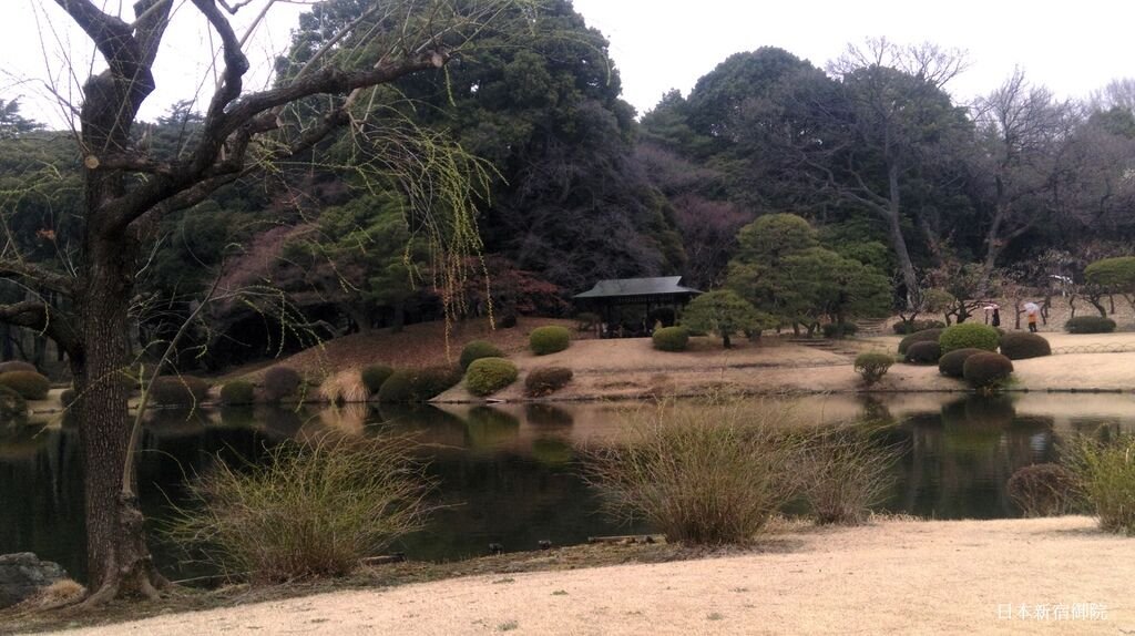 新宿御院日式庭園與櫻花