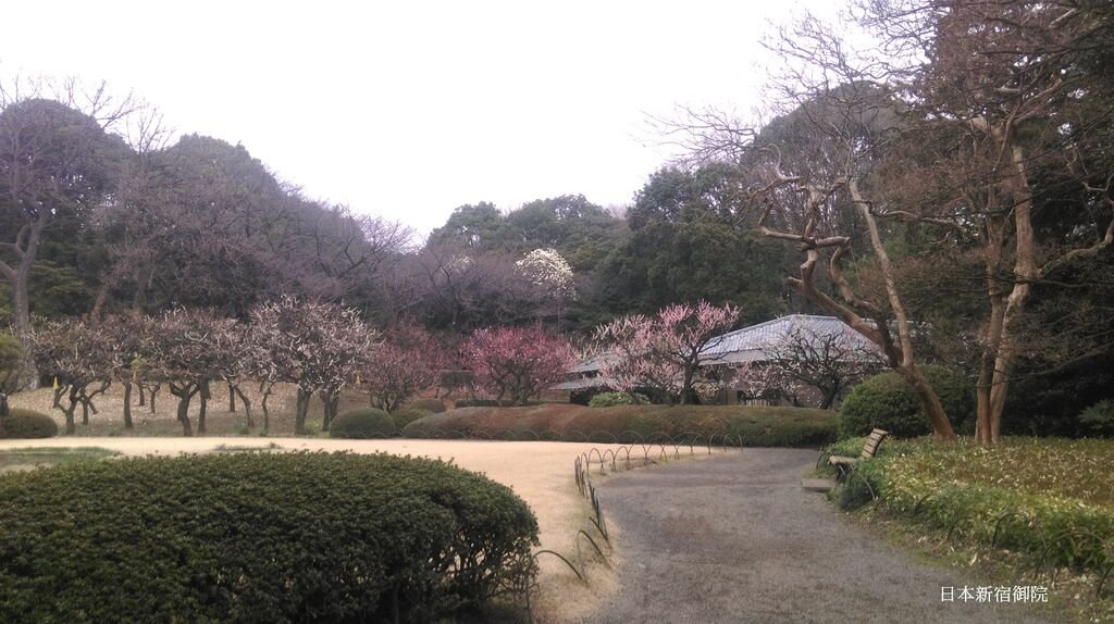 新宿御院日式庭園與櫻花