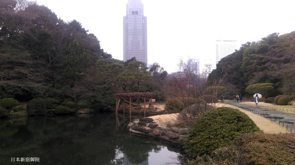 新宿御院日式庭園與櫻花