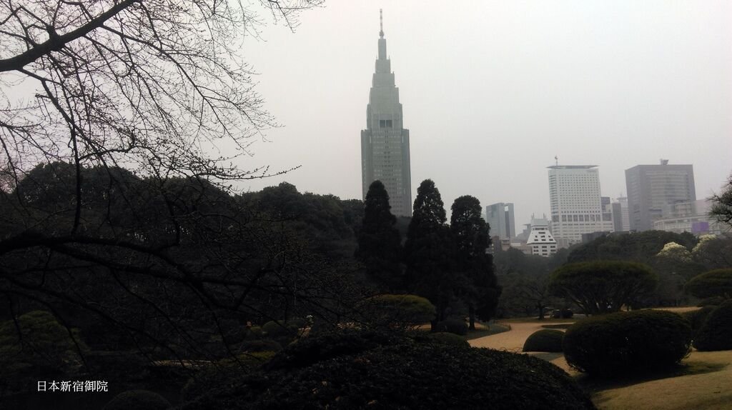 新宿御院日式庭園與櫻花