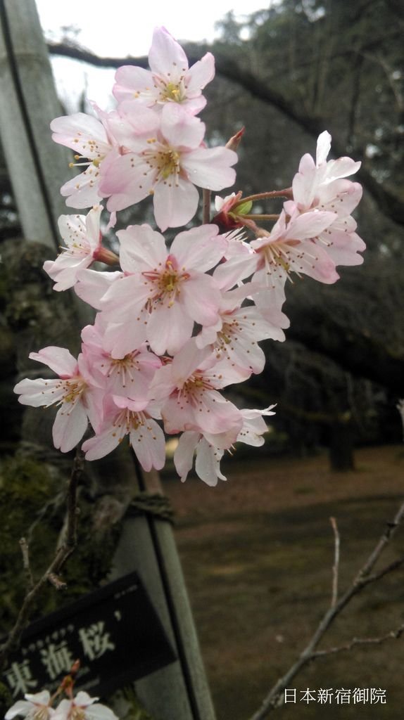 新宿御院日式庭園與櫻花