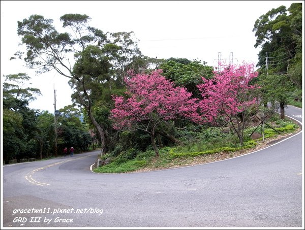 2010北投復興三路櫻花