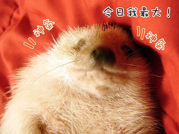 本日壽星