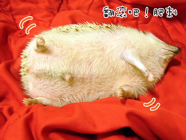 打滾