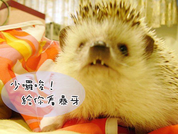 暴牙芝