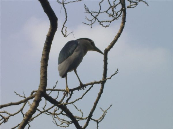 IMGP1274.JPG