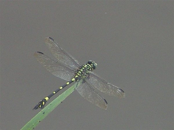 IMGP1042.JPG