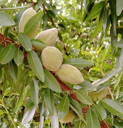 almond CA 1.jpg