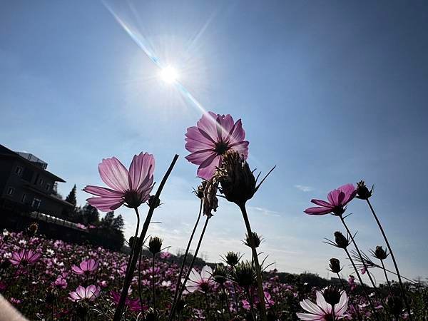 | 遊記 |2024彰化市花花世界