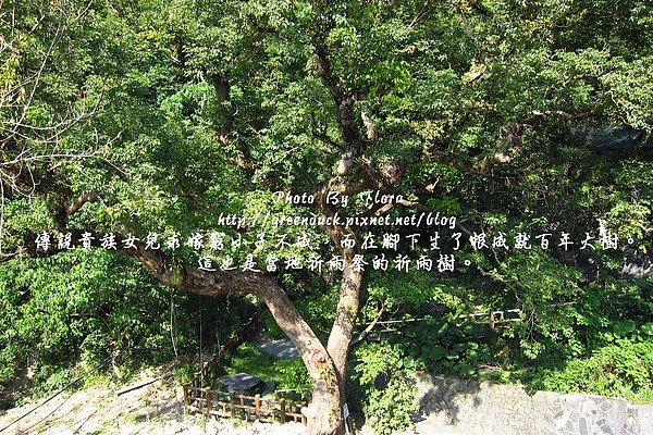 樹的傳說.jpg