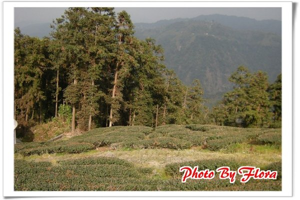 嘉義瑞里綠色隧道茶園