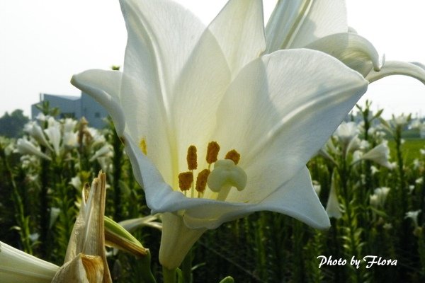 百合花橫