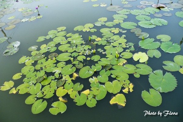 2009夏百花葉1