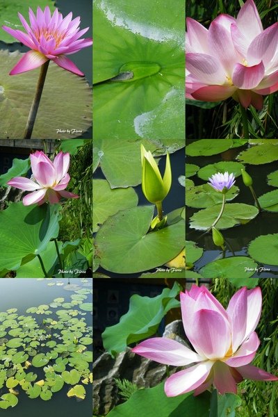 2009夏百花2