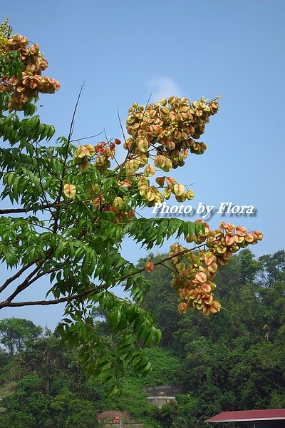 高雄美濃-路邊花.jpg