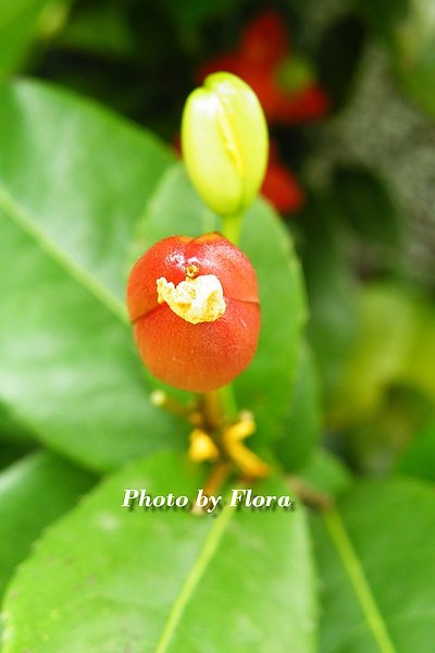 桂葉黃梅花苞1