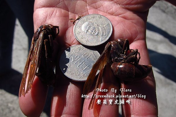 壓箱寶虎頭峰.jpg