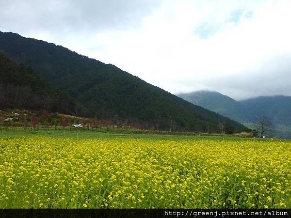 油菜花.jpg