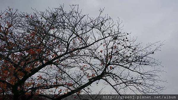 大阪城公園12
