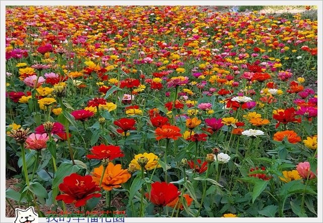 雲林花海 莿桐孩沙里 (2).jpg