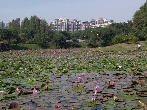 深圳公園 13