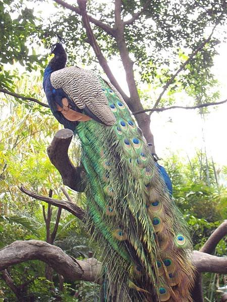 長隆野生動物園