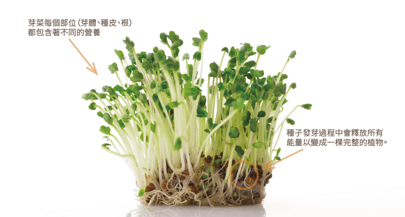 芽菜是最鮮活的天然營養品