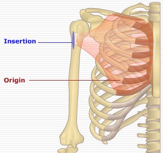 pec01.jpg