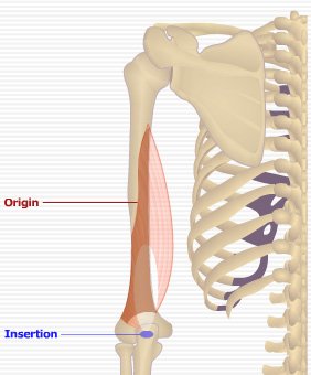 medial.jpg