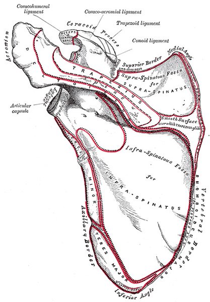 dorsal.jpg