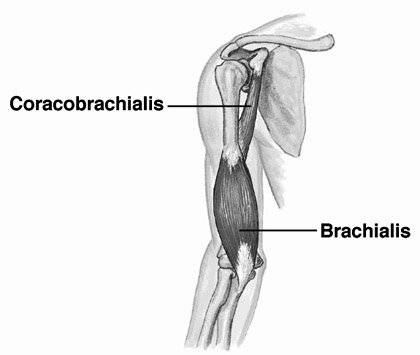 brachialis.jpg