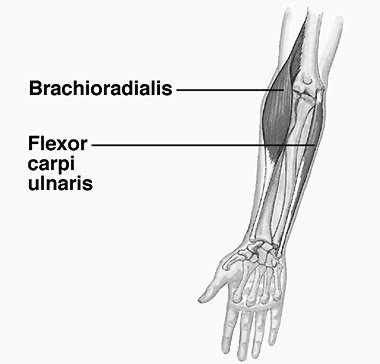 brachioradialis.jpg