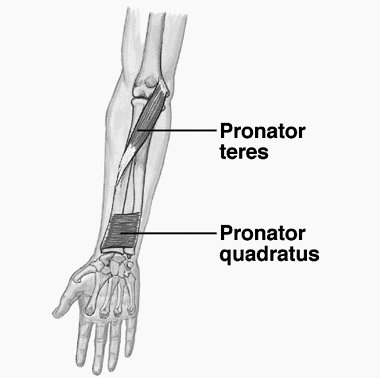 pronator teres.jpg