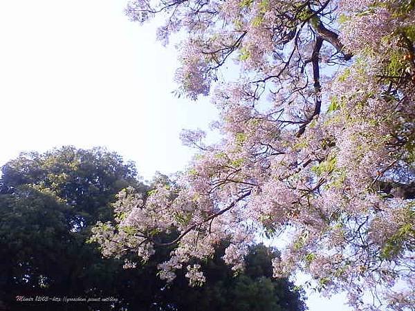 【苦楝樹，開花了】