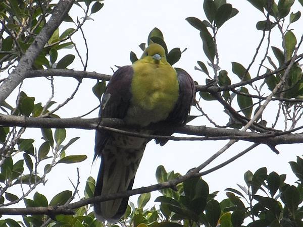 綠鳩、金條與銀條