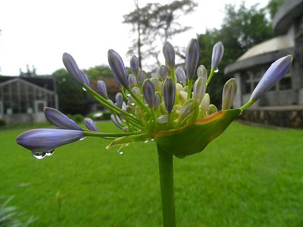 雨後嬌艷一株花