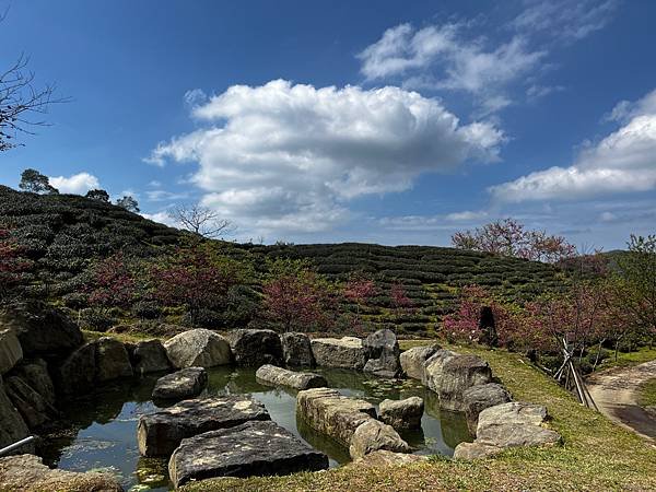 【南投竹山景點】八卦茶園昭和櫻花林-粉紅巨龍二月底三月初櫻花