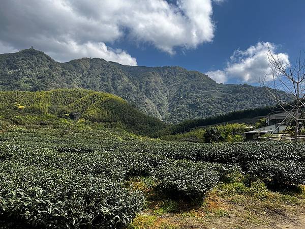 【南投竹山景點】八卦茶園昭和櫻花林-粉紅巨龍二月底三月初櫻花